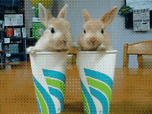 cup-of-bunnies
